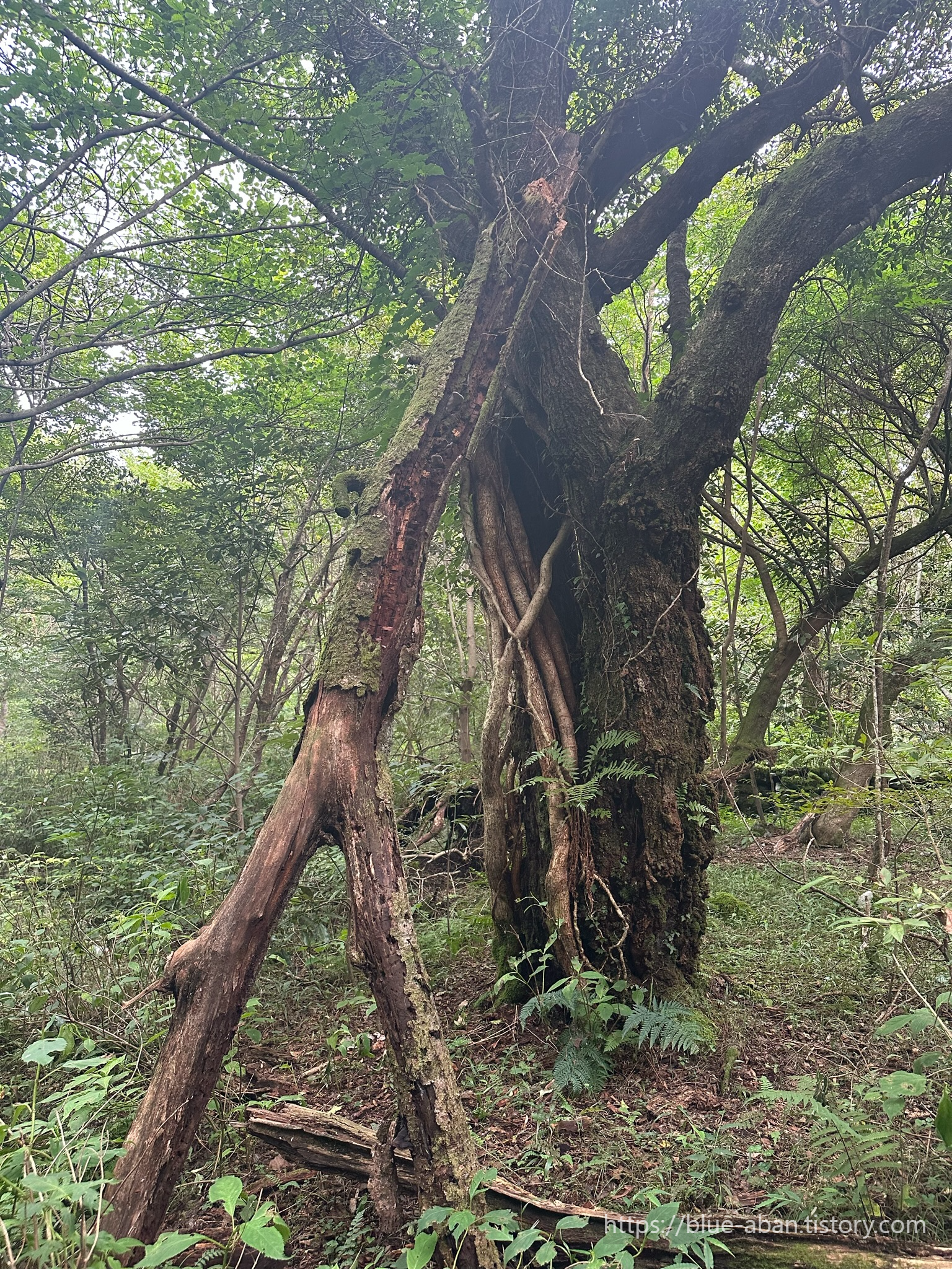 산책로