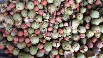 호두 재배 순 지르기 수분 수정 고온 피해 예방_5