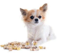 반려견 사료 불리는 장점,단점