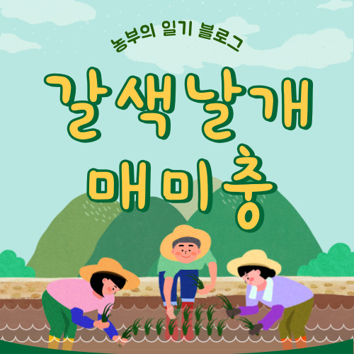 갈색날개매미충