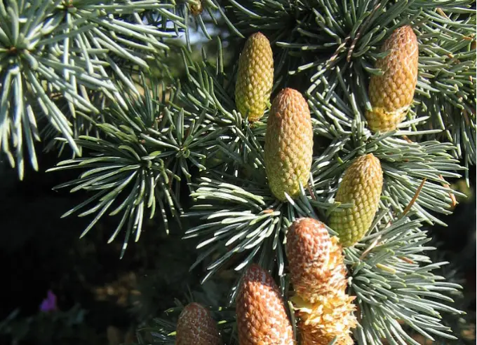 수면 촉진 효능이 있는 시더우드 향기