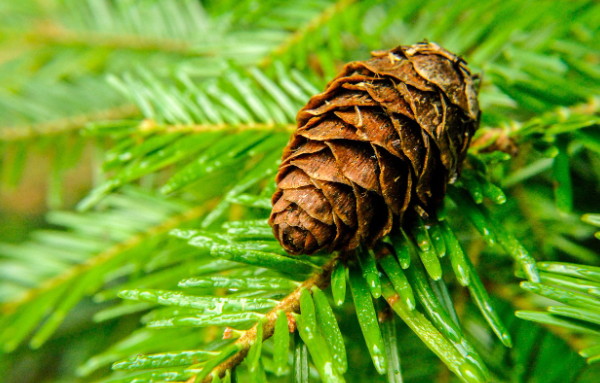 pine needle
