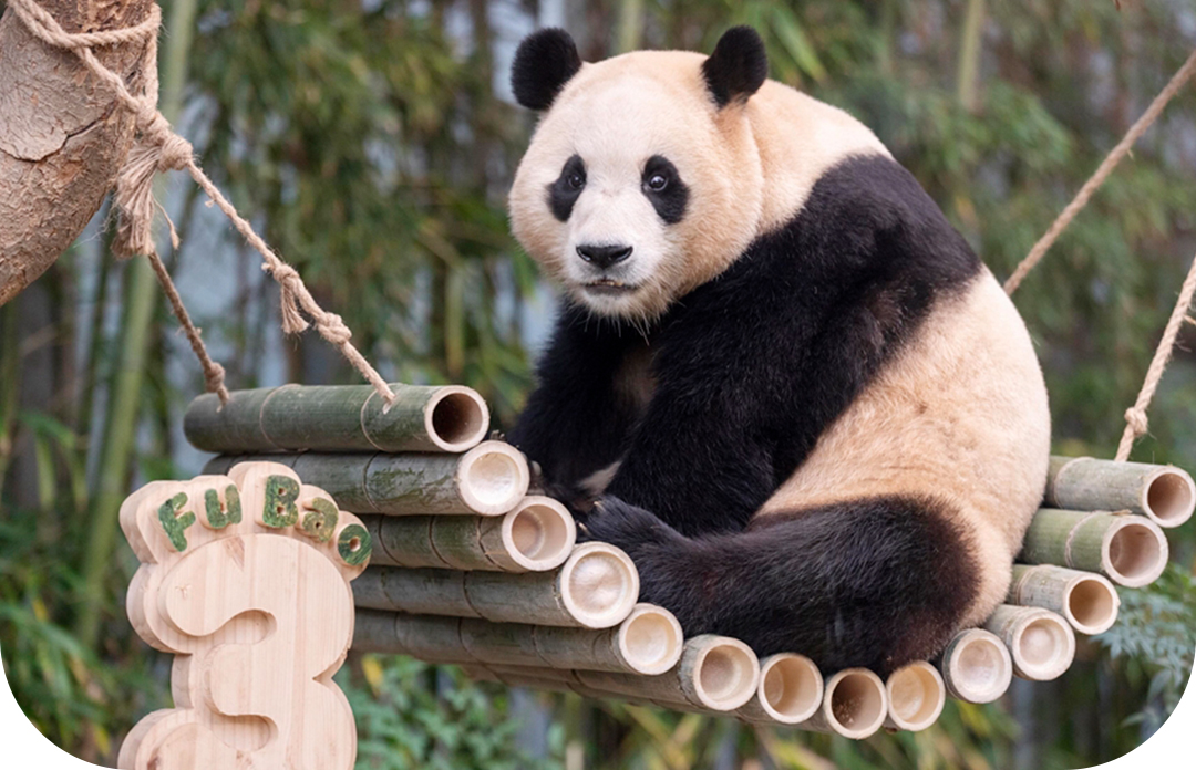 #푸바오 #푸덕이 #푸공주 #푸린세스 #에버랜드