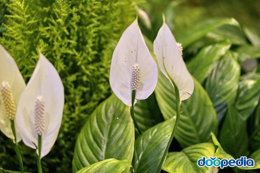 공기정화 식물 Best 5