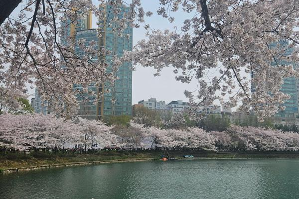 2025년 서울 벚꽃 명소 추천 (여의도 제외) 