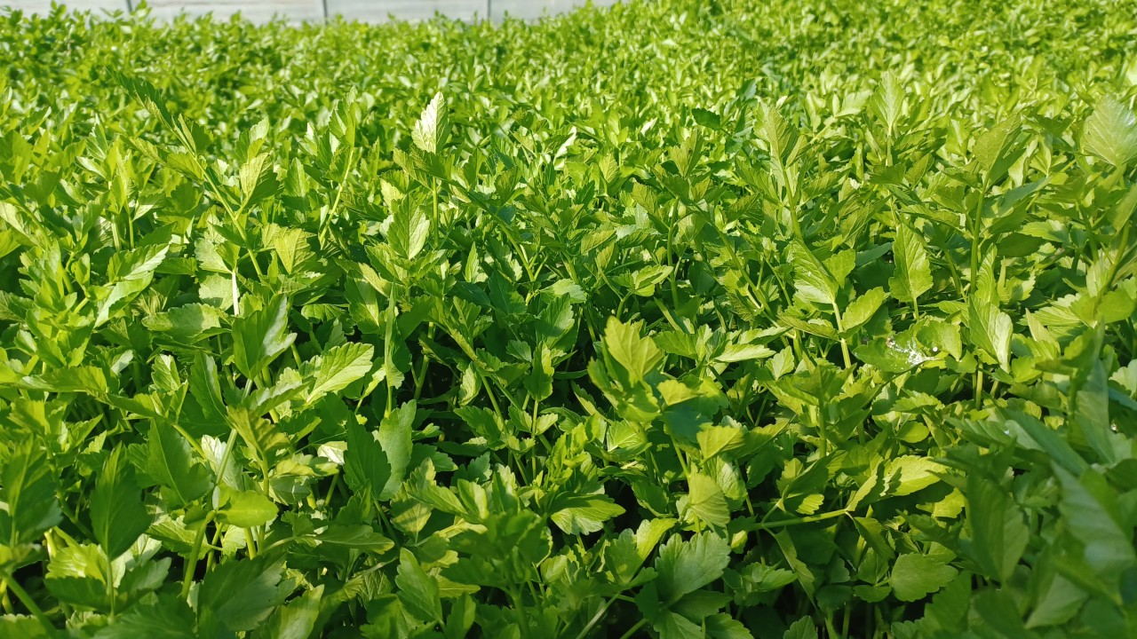 6시내고향 미나리