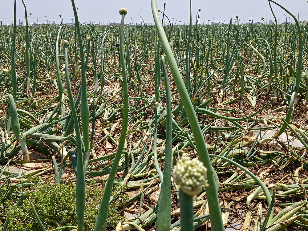 올레길 12코스: 무릉외갓집에서 용수리포구까지