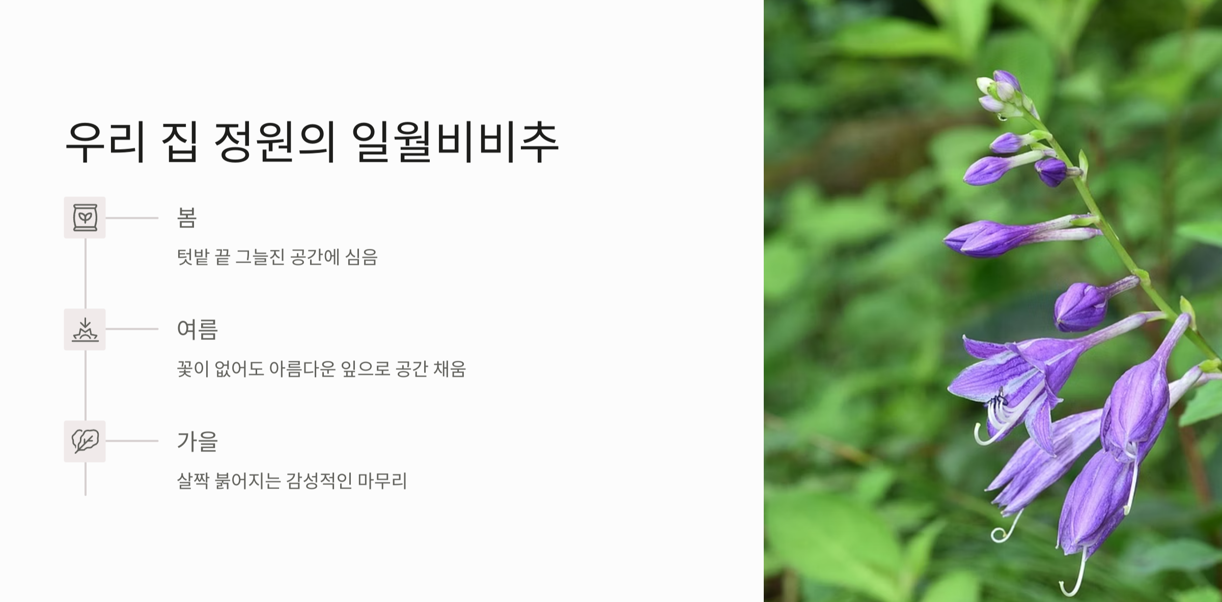 일월비비추