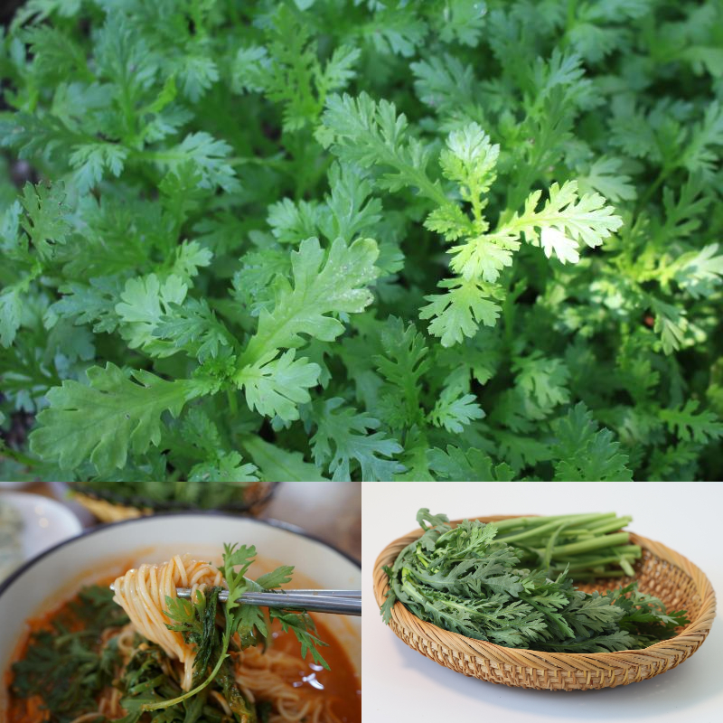 쑥갓 &ndash; 향긋함을 빠르게 수확