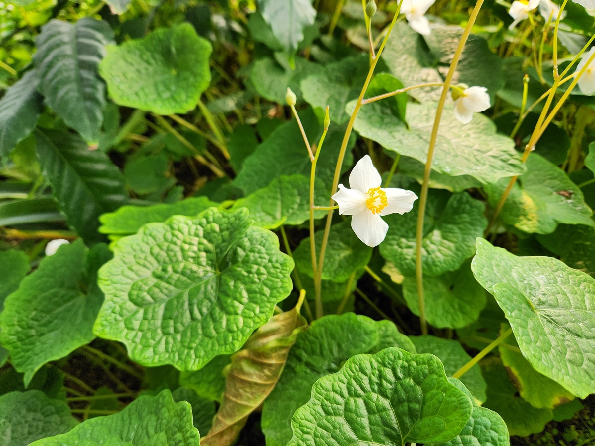 연잎양귀비(혈수초)
