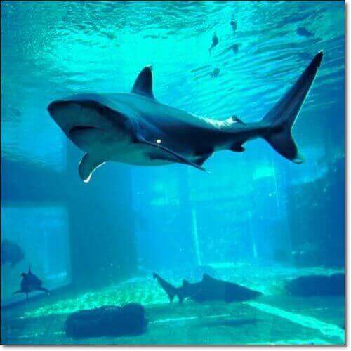 상어 연골 콘드로이친 효능