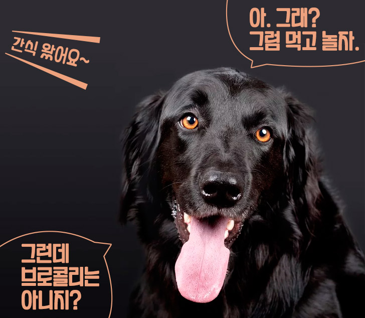 양진체 말풍선 샘플