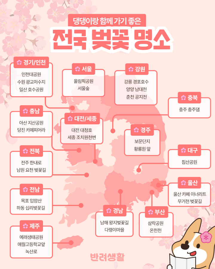 2026 전국 벚꽃 명소 TOP10 (댕댕이와 함께)