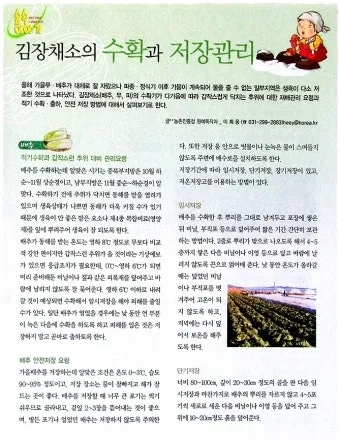 저장 채소 관리 감자 고구마 마늘 양파 배추 무 김장 준비_3