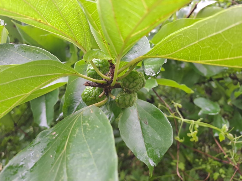 꾸지뽕나무 열매