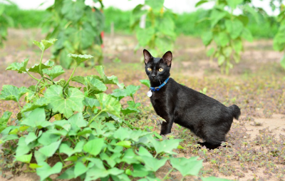 재패니즈 밥테일