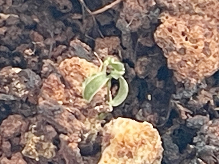 10월5일-첫불루베리-발아