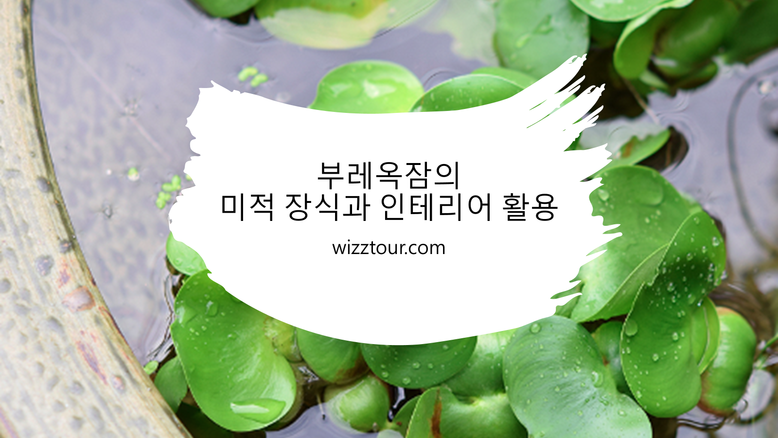 부레옥잠의 미적 장식과 인테리어 활용