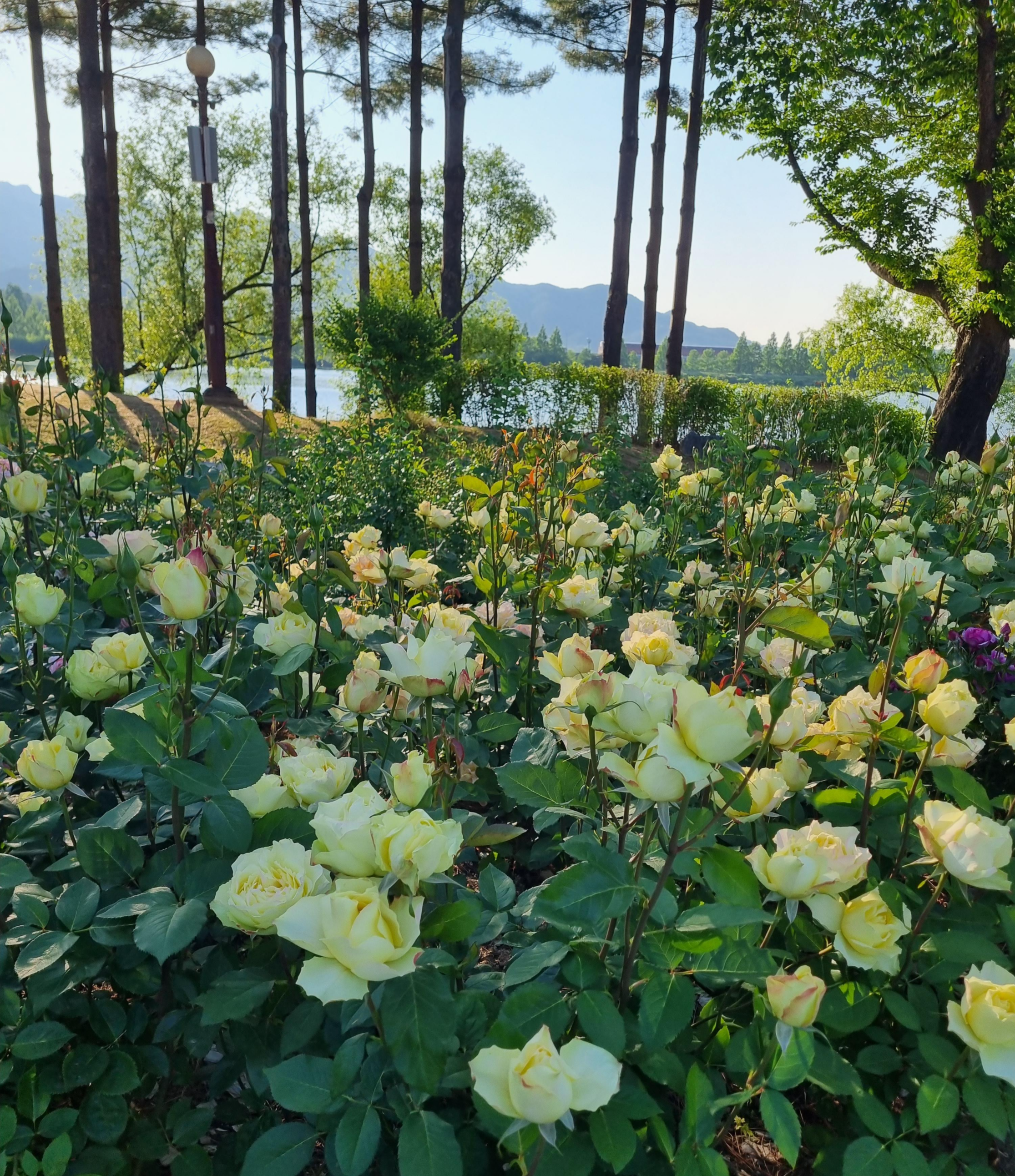 서울대공원 장미원 축제