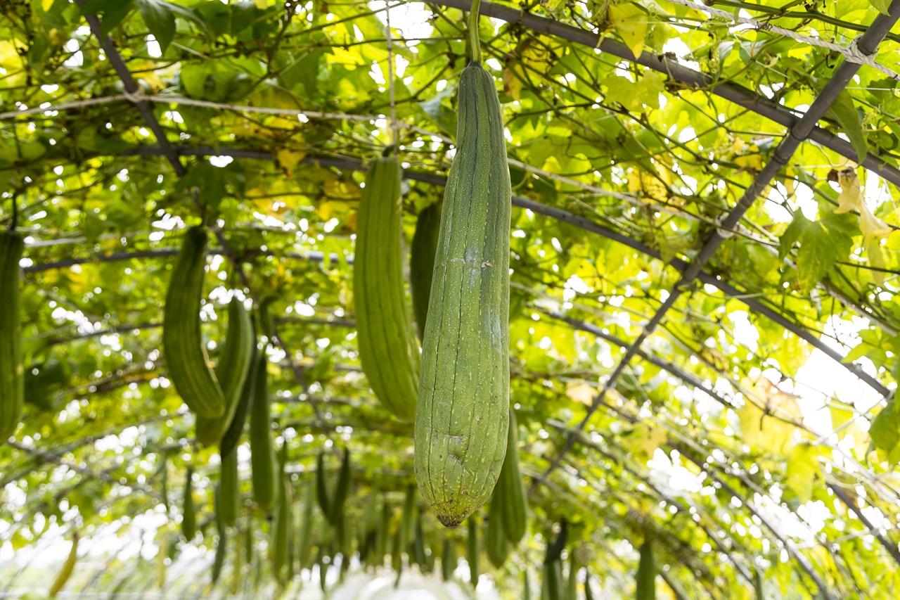 수세미박 효능 및 부작용
