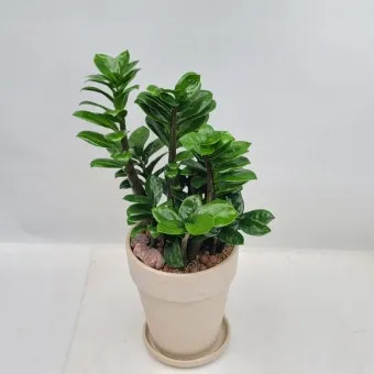 보석금전수 물주기 키우기 잎꽂이 꽃 노란잎 관리 재물운_9