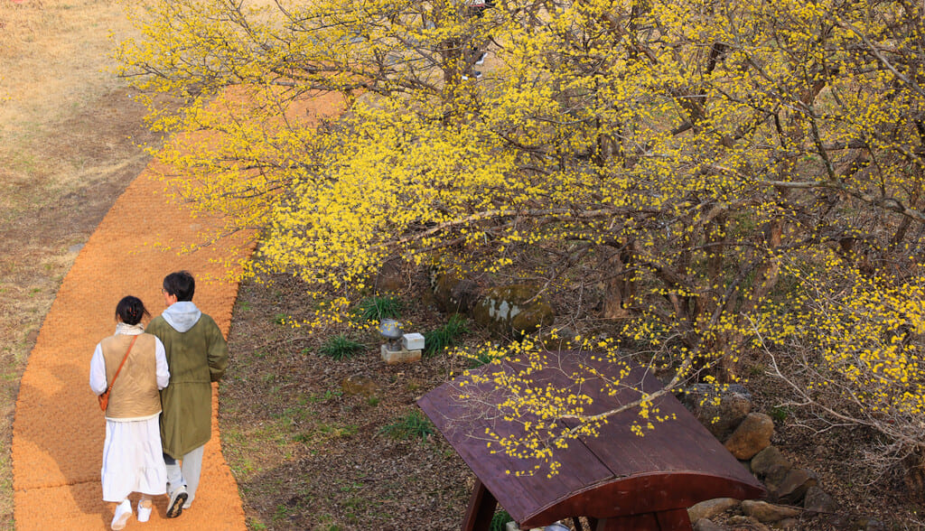 구례산수유축제 일정, 서울에서 당일치기 가능! 2025년