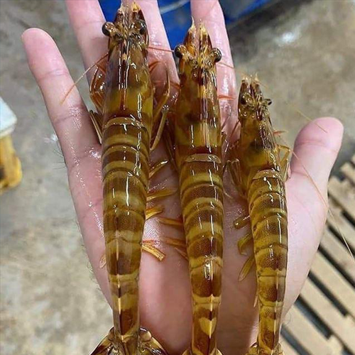 보리새우의 효능과 요리법, 부작용 알아보기