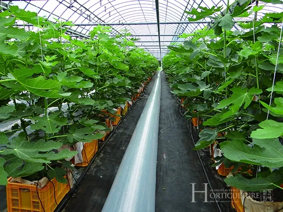 무화과 재배 가지 전정 하우스 보온 수확 연장_3