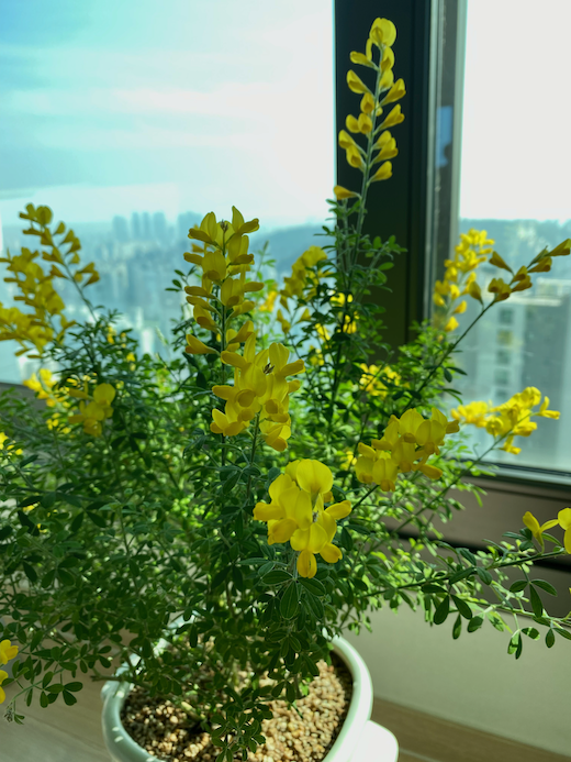 애니시다-꽃-사진