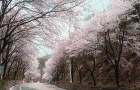 2024년 벚꽃 개화시기 및 벚꽃 명소 BSET 10