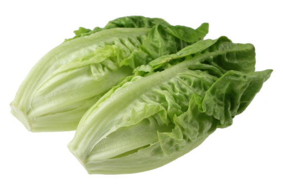 로메인상추_이야기