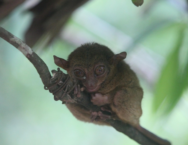 필리핀 보홀의 이미지