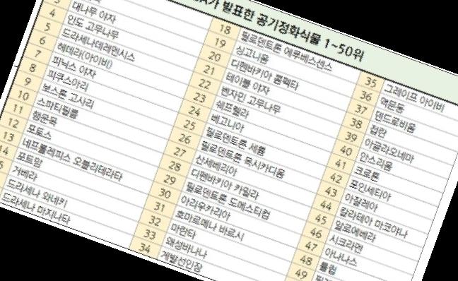 실내 공기정화식물 순위