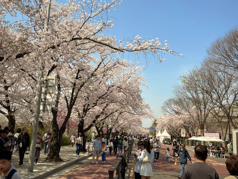 벚꽃