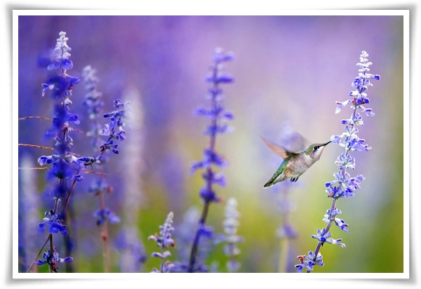 &quot;라벤더&quot; 향긋한 보랏빛 유혹, 자연이 선물하는 힐링과 영감의 향기!