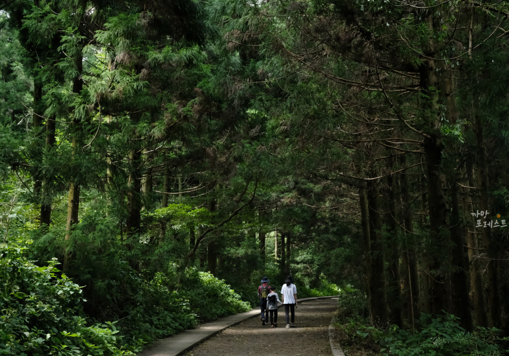 거문오름 숲길