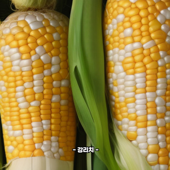 초당옥수수 부작용