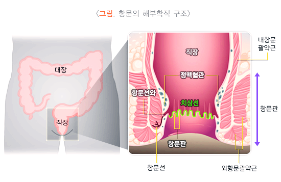 항문의 해부학적 구조