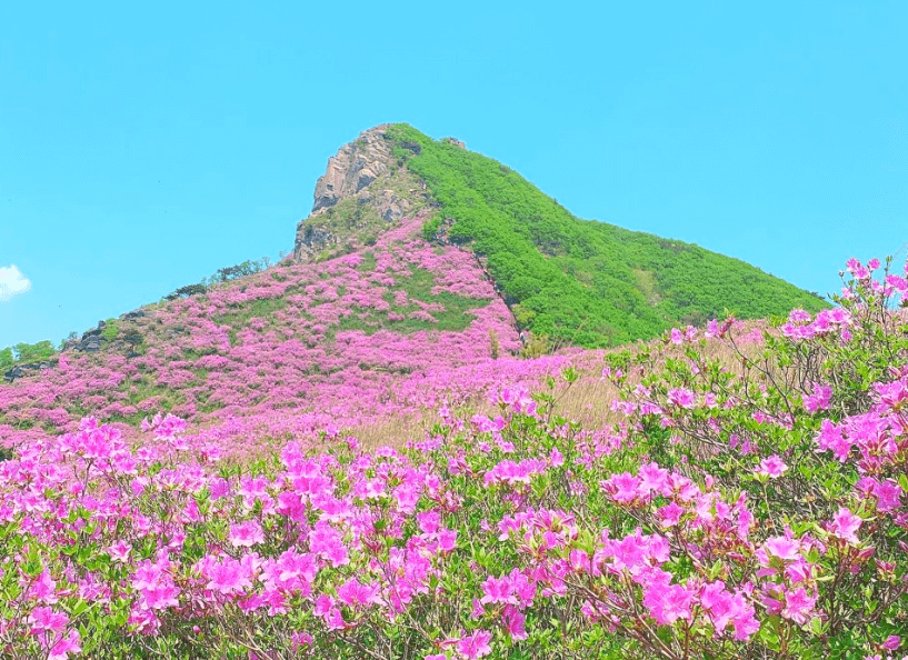 단양소백산철쭉제