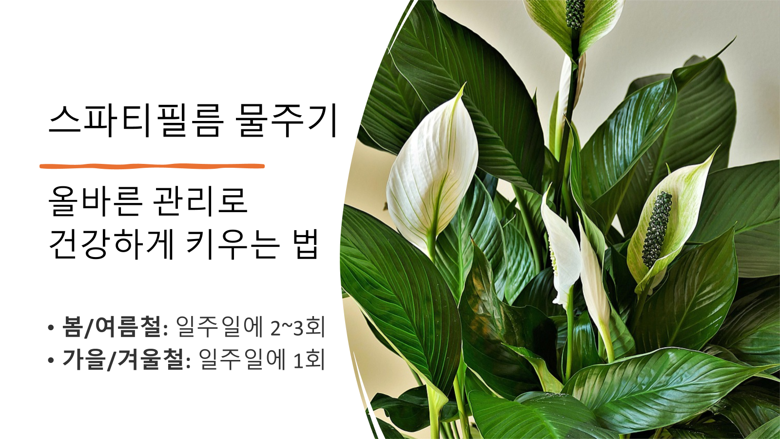 스파티필름 물주기