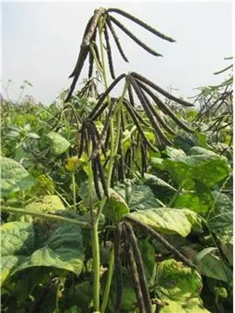 녹두 재배 직파 심기 병해 예방 수확 건조_32