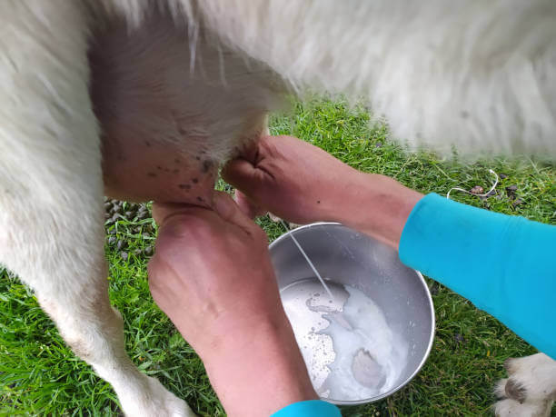 산양유단백질을 먹어야 하는 이유&amp;#44; 근육의 중요성을 알아야 합니다.