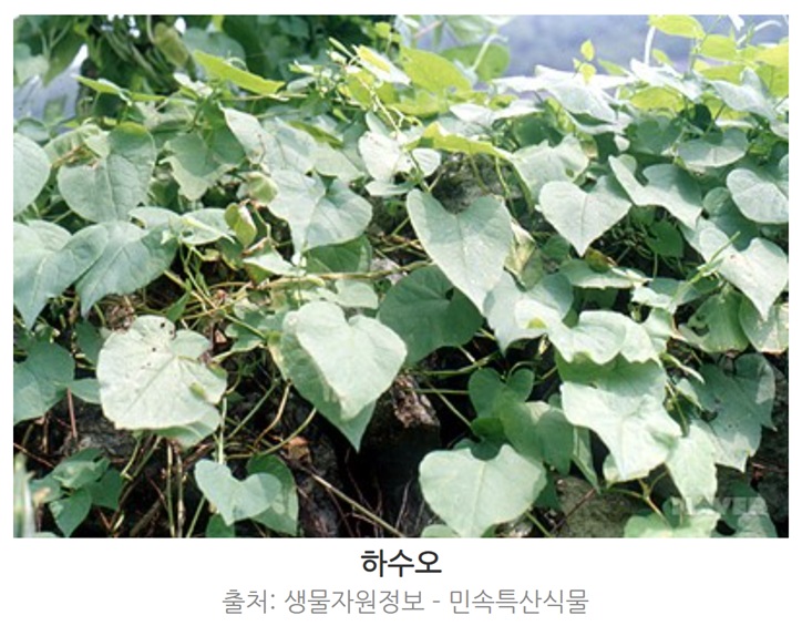 하수오 효능과 부작용, 복용방법