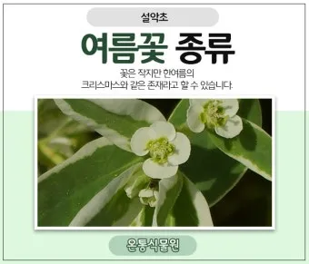 여름꽃 종류 모음 여름 꽃나무 추천 12가지 정리_7