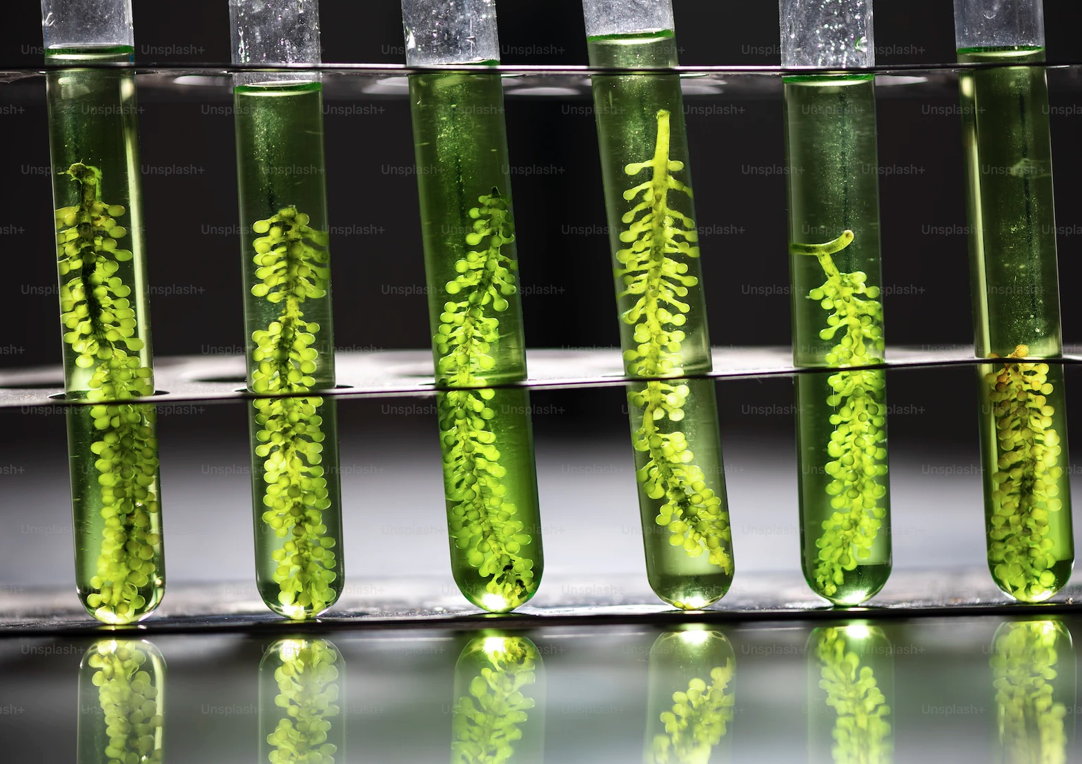 클로렐라의 건강에 좋은 효과, 그 이유를 아시나요?