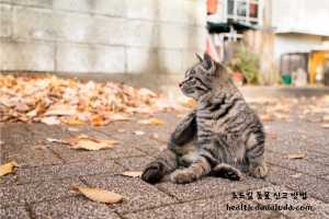 고양이 로드킬 신고 동물 사체 처리 보상