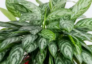 ● 아글라오네마 실버 킹(Aglaonema Silver King)의 공기 정화 능력:
아글라오네마 실버 킹(Aglaonema Silver King)의 예술 적인 매력