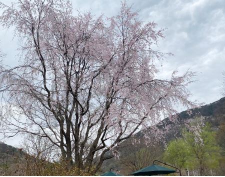 계룡 벚꽃
