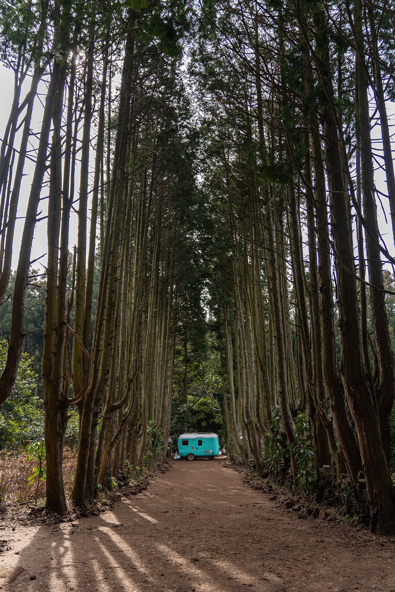 제주도 비밀의 숲 출입구 방향