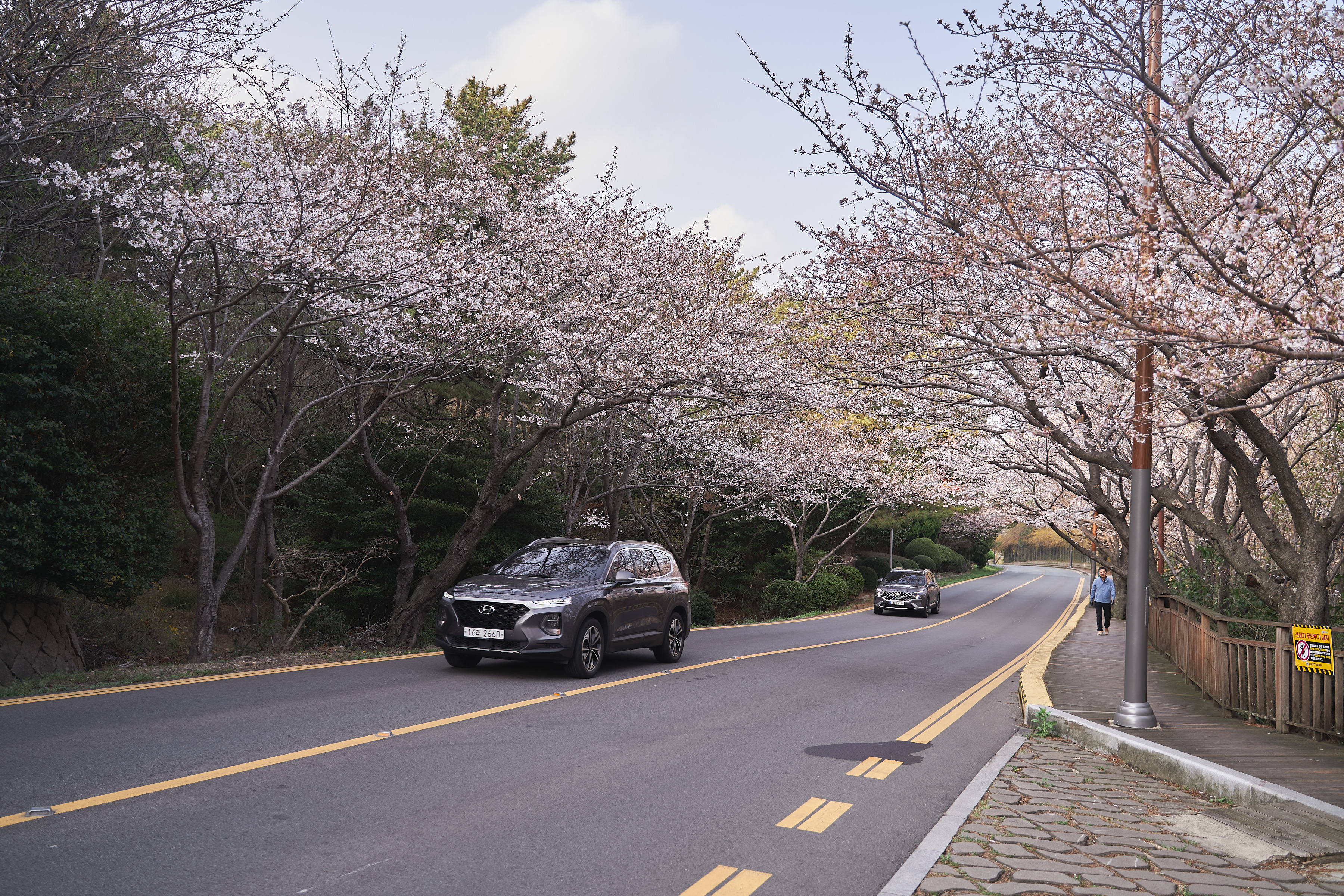 달맞이벚꽃